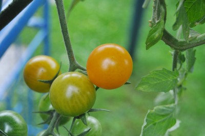 tezi 018 (2000x1328).jpg