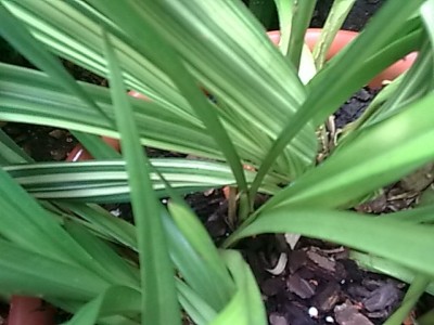 ..panaschierte Cymbidium.....JPG