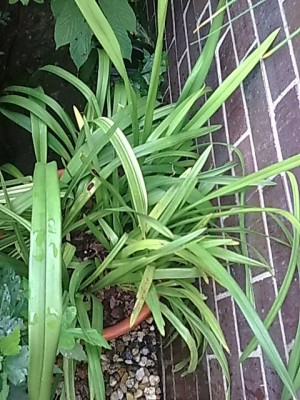 ..panaschierte Cymbidium....JPG
