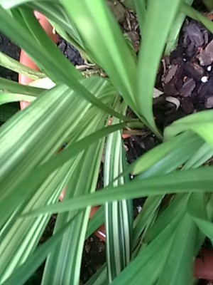 ..panaschierte Cymbidium.JPG