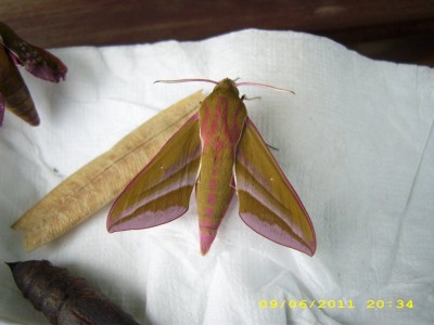 70d7002d.xl.jpg