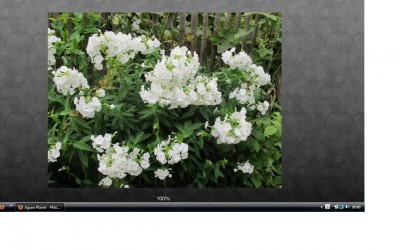 Phlox.jpg
