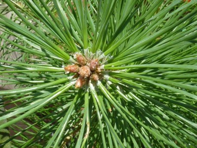 P1010436 - Kopie (640x480).jpg