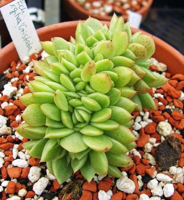 Echeveria x gilva ´Cristata´ (1).jpg