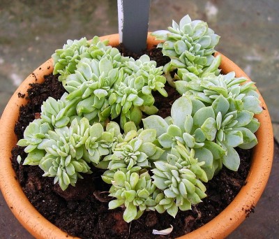 Echeveria secunda Cristate.jpg