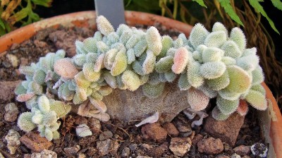 Echeveria pulvinata ´Frosty´ 2010-222.jpg