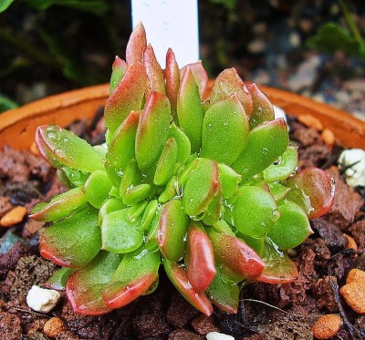 Echeveria multicaulis 2010-283 (2).jpg