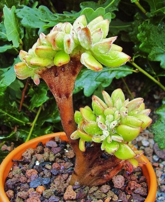 Echeveria coccinea 2010-135 (3).jpg