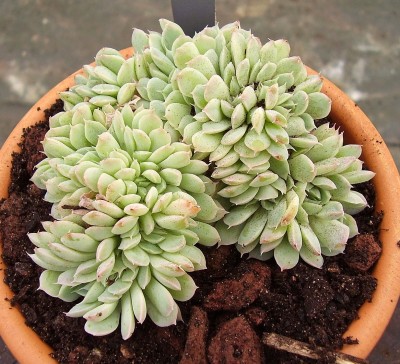 Echeveria 2010-241 (1).jpg