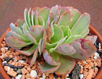 Echeveria ´Takasago no Okina Crest´ (2).jpg