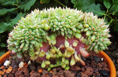 Echeveria ´Ramillete´ 2010-282 (1).jpg