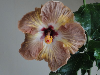 Topanga x Tylene 24.7.2011.JPG