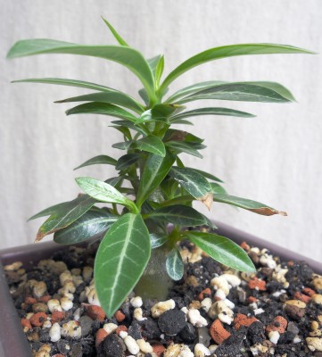 Adenium_NoName_II_24.7.2011.jpg