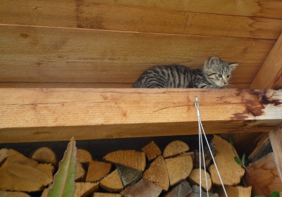 Tiger auf der Holzlege.JPG