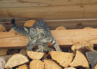 Tiger obenauf.JPG
