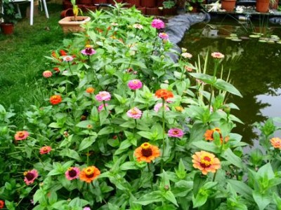 PICT0278.JPG