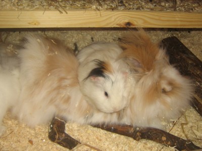 Klopfer und Flöckchen.jpg