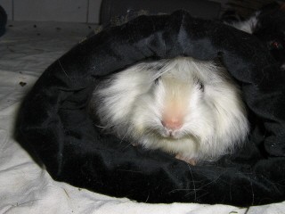 Mäuschen in Kuschelrolle.jpg