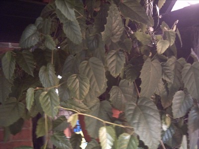 IMG00063.JPG