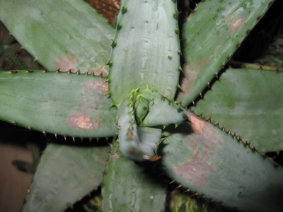 IMG_8675.JPG