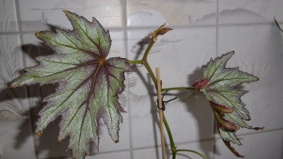 B. connie boswell.jpg