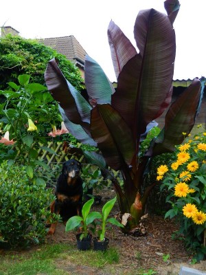 Ensete ventricosum Maurelli.JPG