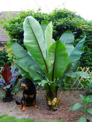 Ensete ventricosum.JPG