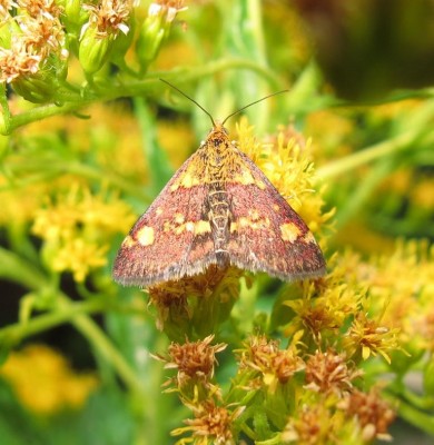 Schmetterling.JPG