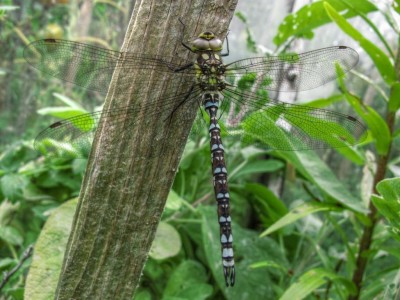 Libelle.JPG