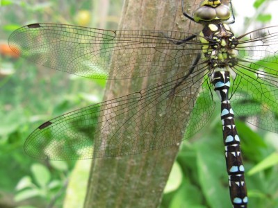 24.07.11elmarlibelle 028.JPG