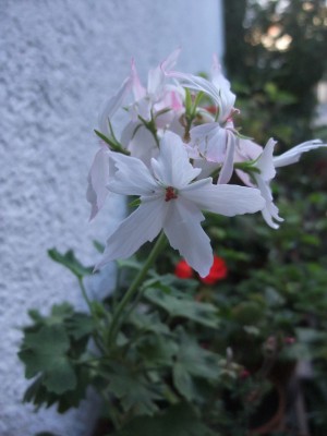 DSCF8345.JPG