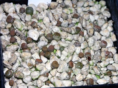 lithops3.jpg