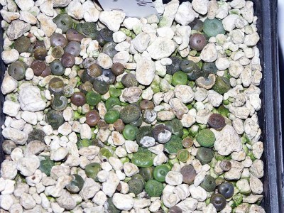 lithops2.jpg