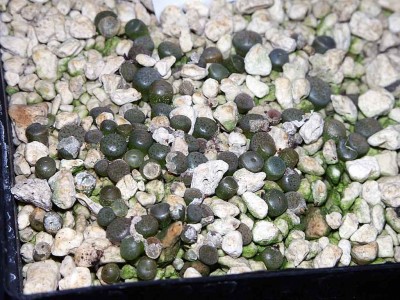 lithops1.jpg