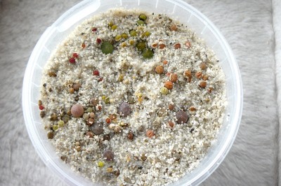 babylithops05.jpg