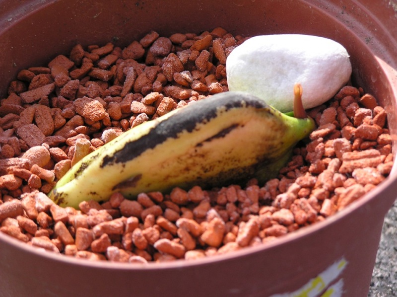 Mango - aus Mangokern eine Mangopflanze · Treffpunkt & Stammtisch · GREEN24  Pflanzen & Garten Forum