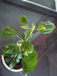 Hibiskus_schizopetalus 2.jpg