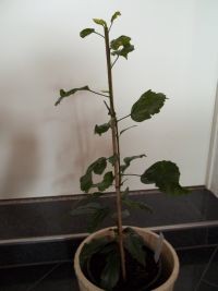 Hibiskus_schizopetalus 1.jpg