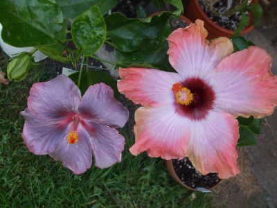 At,Midnight und Rum Runner.JPG