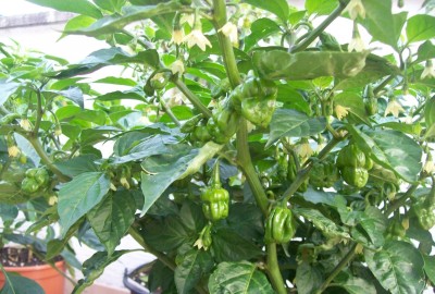 BihJolokia_25.07.11.jpg