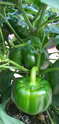 JamaicanYellow_25.07.11.jpg