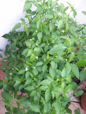 LemonDrop_25.07.11.jpg