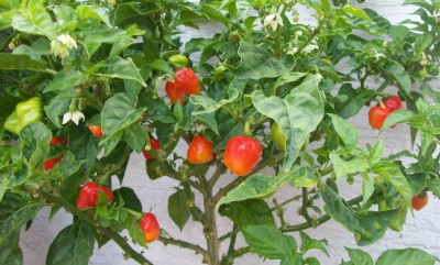 Farbe2.jpg