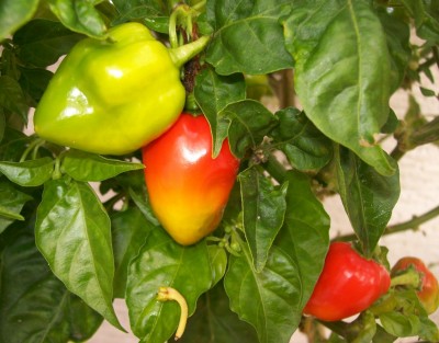 Farbe1.jpg