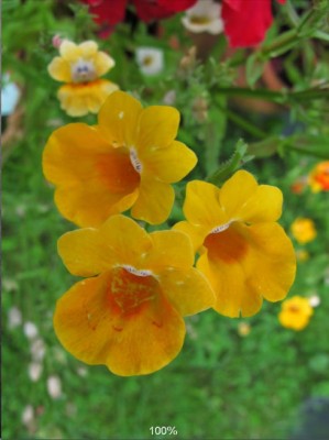 nemesia.jpg