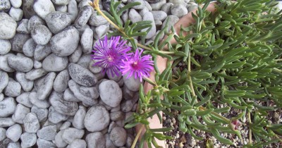 2011-07-25 - Kakteen 005b.jpg