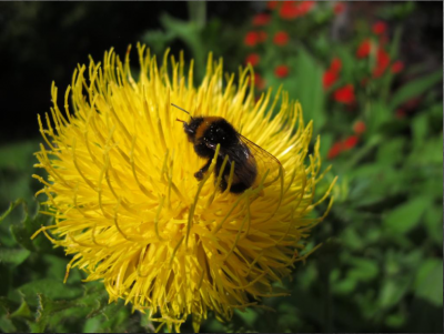 hummel.PNG
