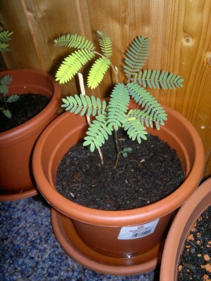22072011135 - Kopie.jpg