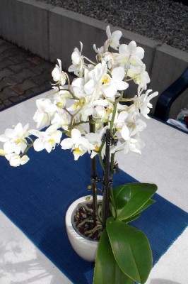 CIMG9935_Klein.jpg