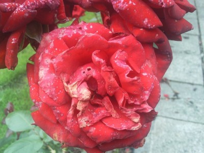 Foto0287.jpg